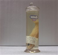 藏品(金帶擬羊魚)的圖片